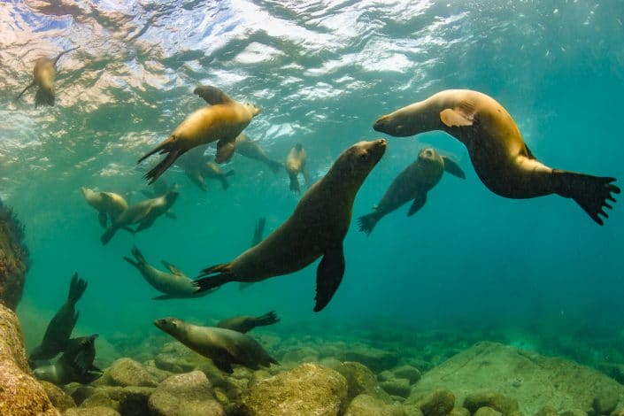 Diving with Sea Lions